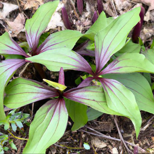 How to grow trillium cuneatum