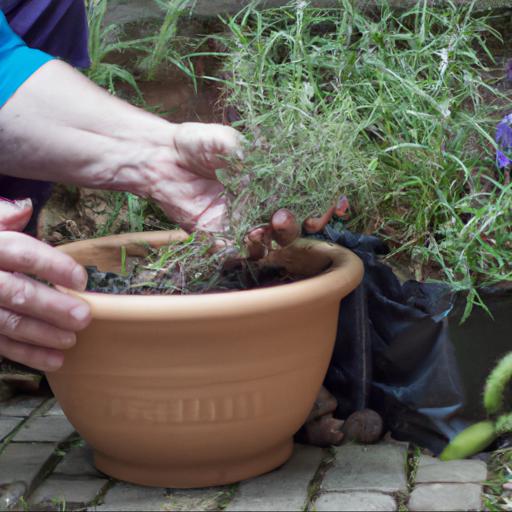 How to plant and care for herbs