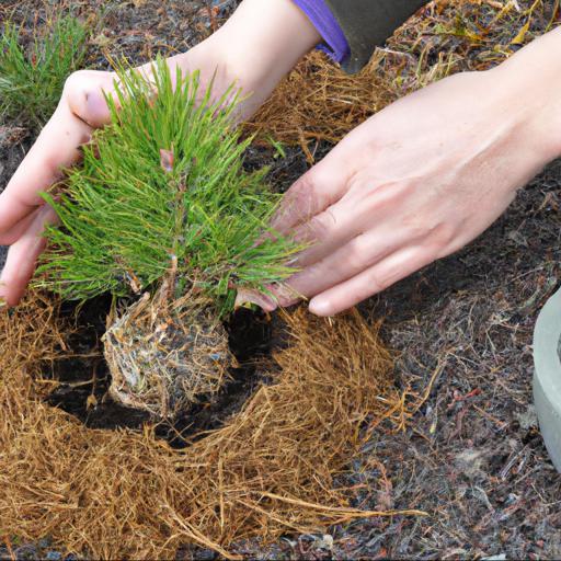 How to plant and care for pinus mugo