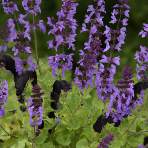 How to plant and care for salvia pratensis twilight serenade