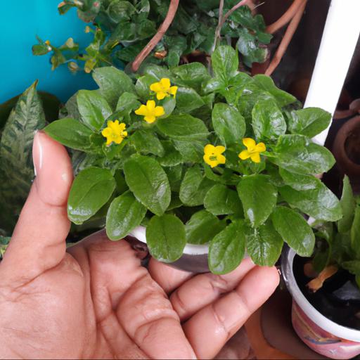 How to plant and care for sanvitalia procumbens