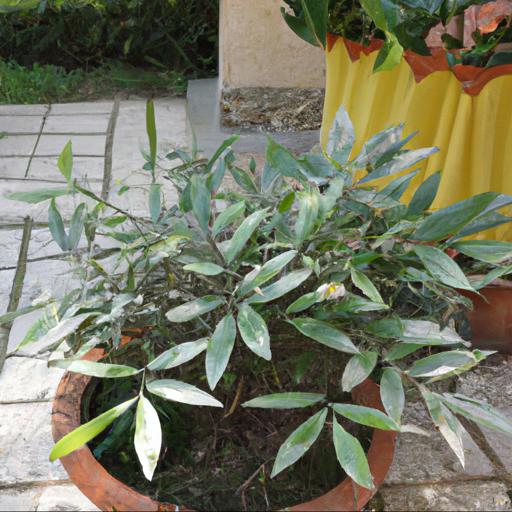 How to plant and care for sarcococca confusa