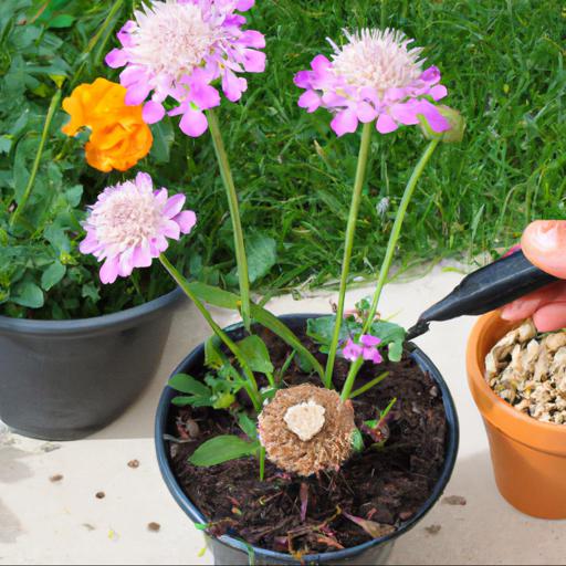 How to plant and care for scabiosa columbaria