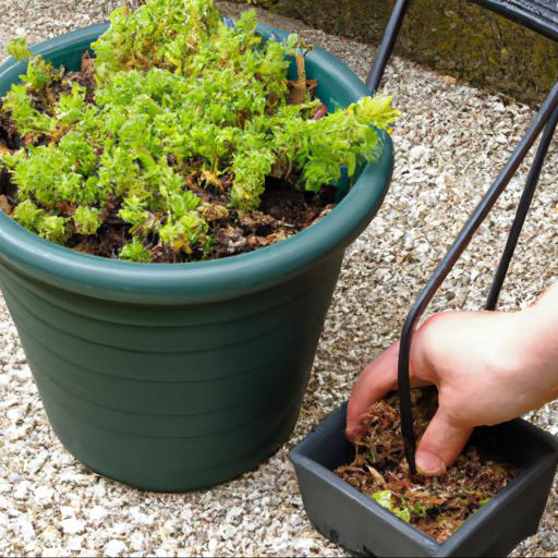 How to plant and care for sedum brevifolium