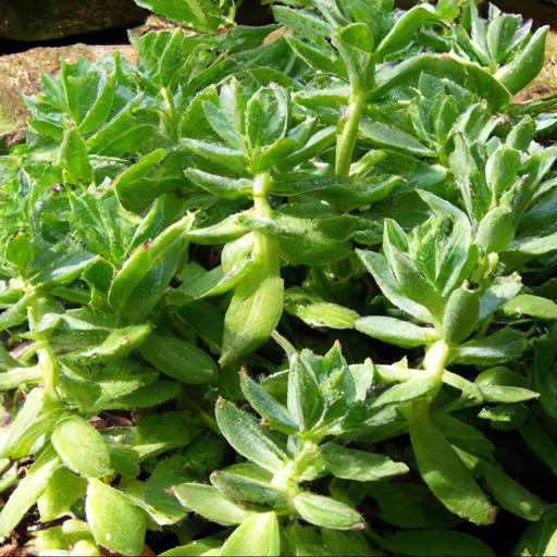 How to plant and care for sedum reflexum