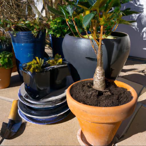 How to plant and care for spring pots in shady spots