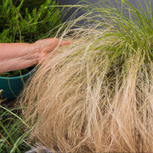 How to plant and care for stipa tenuissima