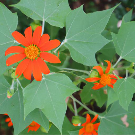 How to plant and care for tithonia rotundifolia