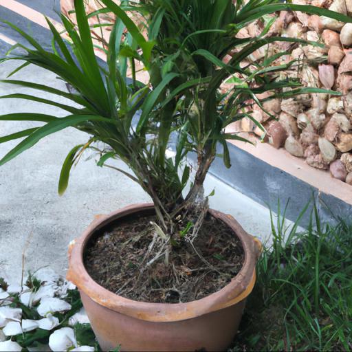 How to plant and care for trithrinax campestris