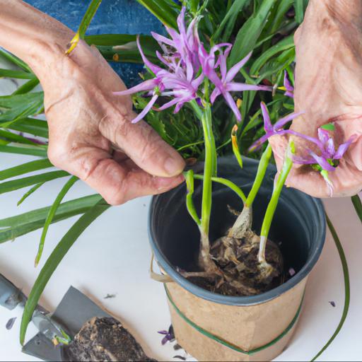 How to plant and care for tulbaghia violacea