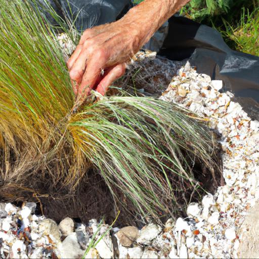 How to plant stipa gigantea