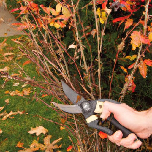 How to prune and trim bushes and trees for fall