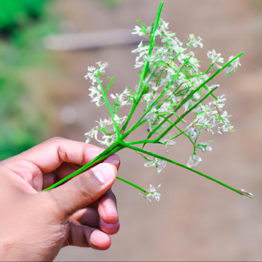 How to use pimpinella major rosea