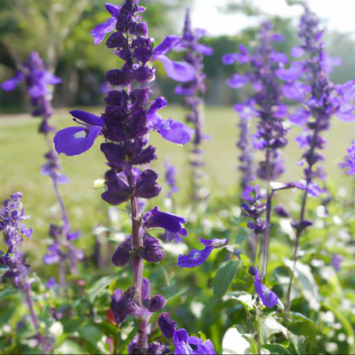 How to use salvia officinalis purpurascens