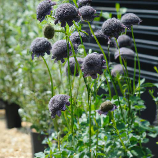 How to use scabiosa atropurpurea black cat in landscaping