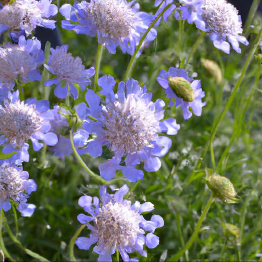 How to use scabiosa butterfly blue in landscaping