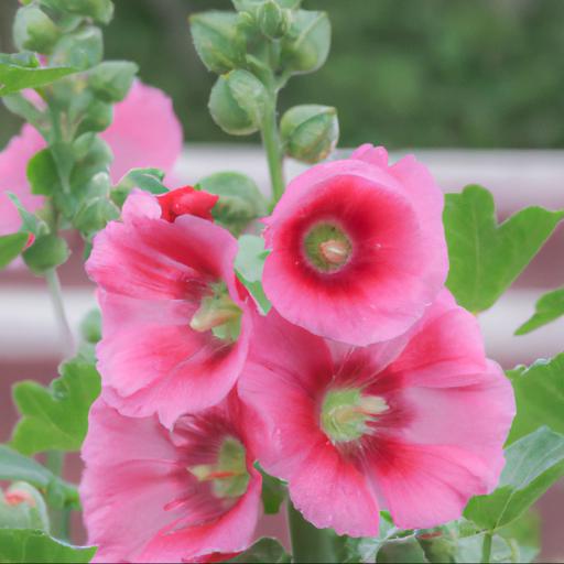 How to use sidalcea rose queen in landscaping