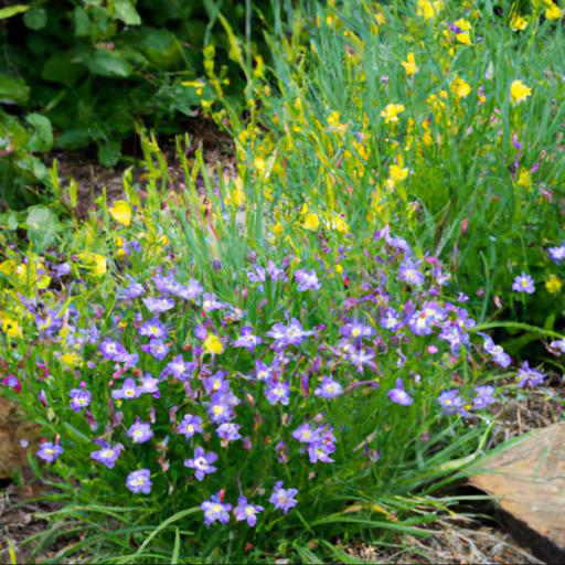 How to use sisyrinchium quaint and queer in landscaping