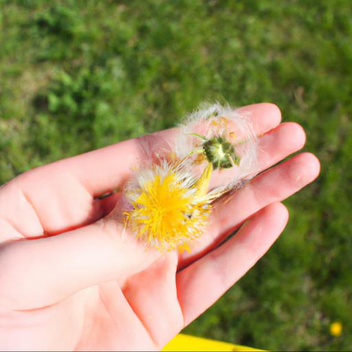 How to use taraxacum officinale