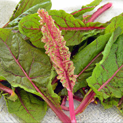 Nutritional benefits of rumex acetosa