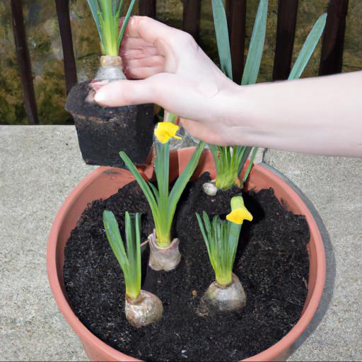 Planting and caring for daffodils