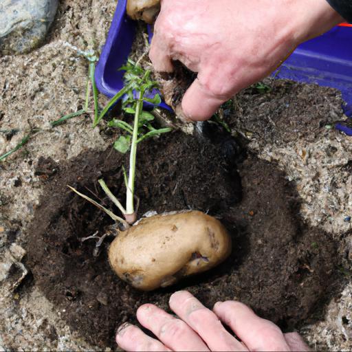 Planting and caring for jacket potatoes