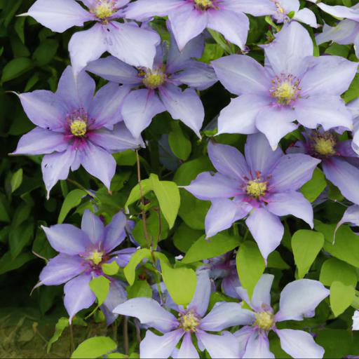 Planting clematis for every season: tips and tricks