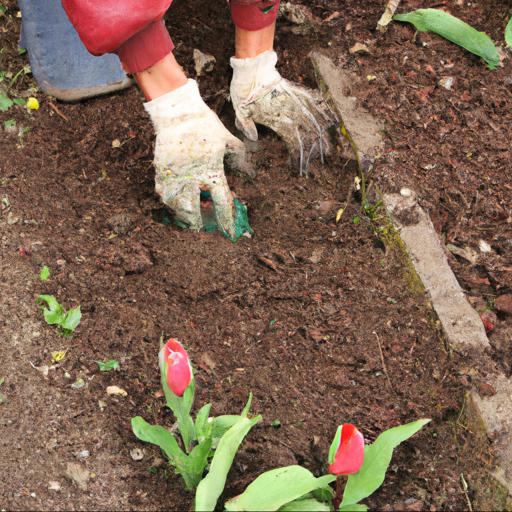 Planting tulips