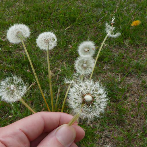 Potential side effects of taraxacum officinale