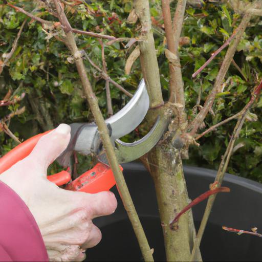 Pruning tips for each shrub