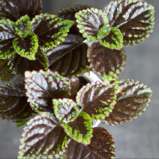 Recipes featuring solenostemon chocolate mint