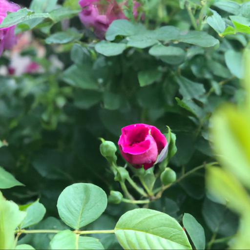 Rosa's gardening journey