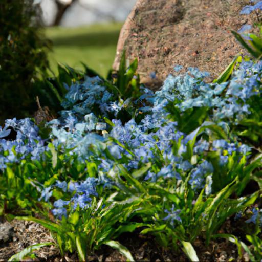 Scilla siberica in the garden: design ideas