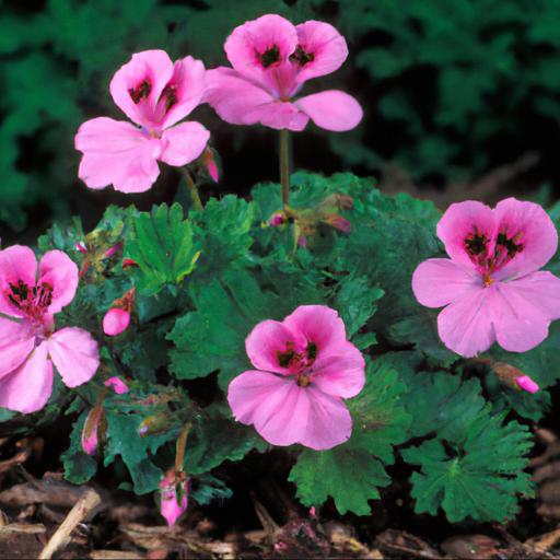 Six plants to grow with hardy geraniums