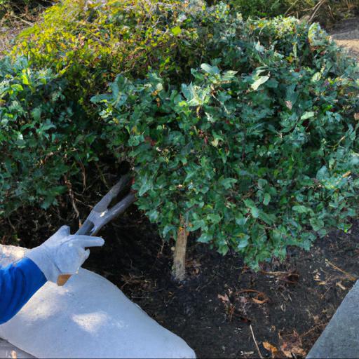 Six ways to help trees and shrubs establish quickly