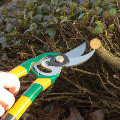 Step by step guide to pruning deciduous hedges