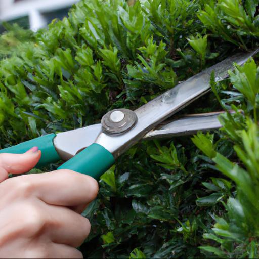 Step by step guide to pruning evergreen hedges