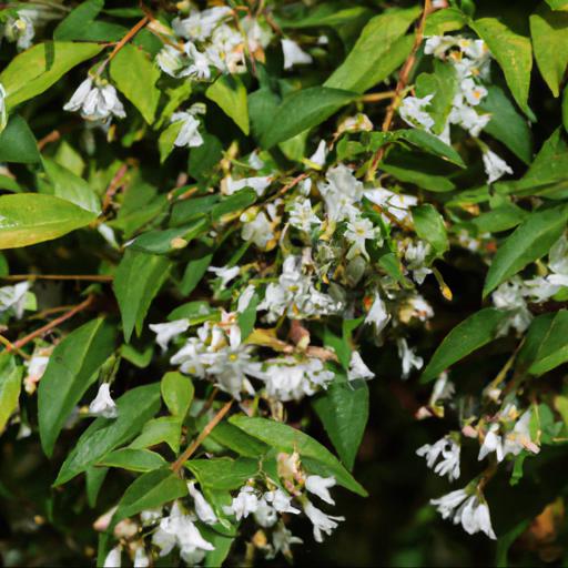 Styrax japonicus in landscaping