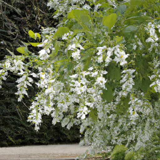 Styrax obassia in landscaping