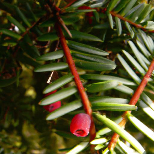 Taxonomy and morphology of taxus baccata