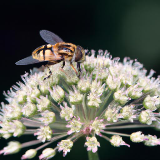 The benefits of attracting hoverflies to your garden