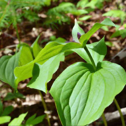 The benefits of growing trillium grandiflorum