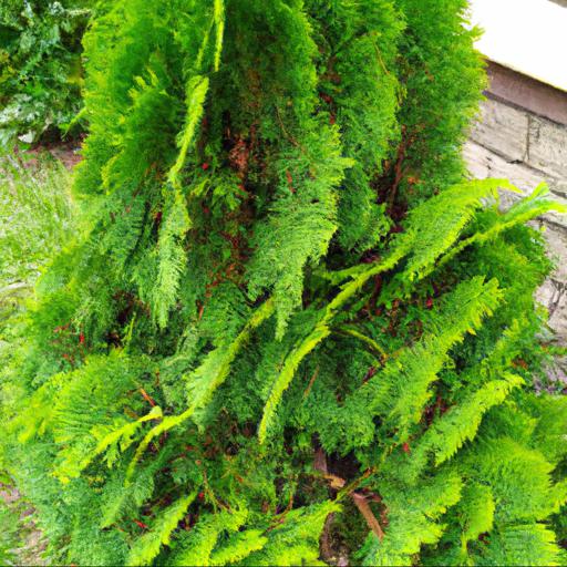 The benefits of thuja plicata: why you should plant it