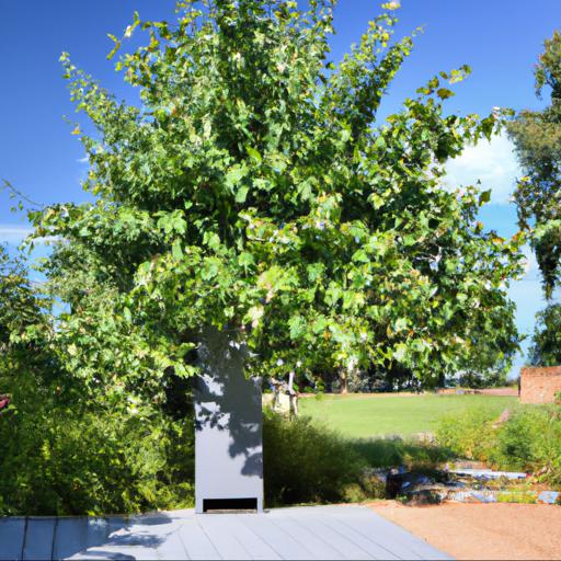 Tilia cordata in landscaping: design ideas and inspiration