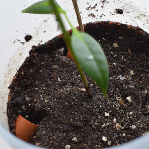 Tip 2: plant in well draining soil