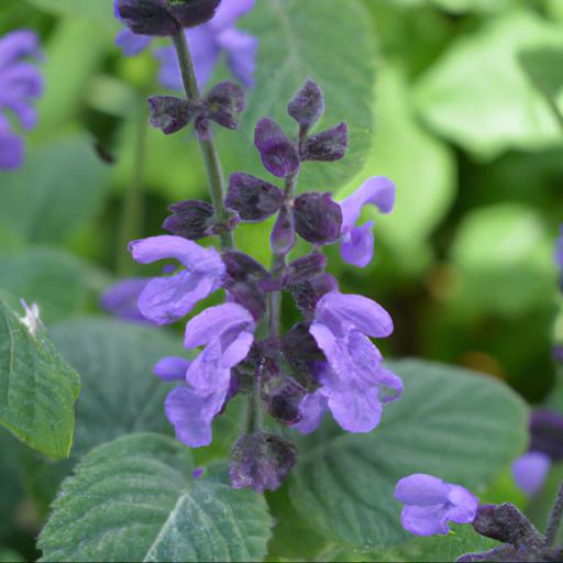 Tips for caring for salvia peter jidgeon