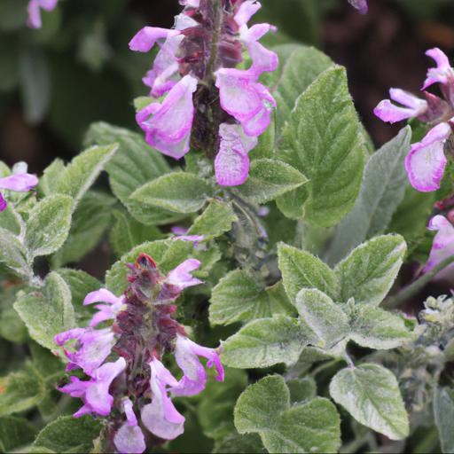 Tips for caring for salvia wendys wish