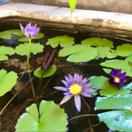 Tips for caring for waterlilies