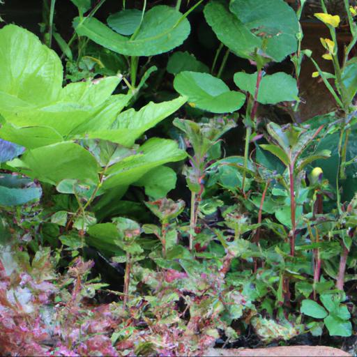 Tips for growing flowering plants in damp shade