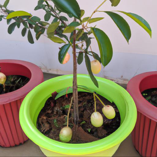 Tips for growing fruits in pots and containers